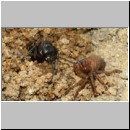 Anoplius infuscatus - Weswespe w003c 9mm mit Spinne-OS-Hasbergen-Lehmhuegel-det.jpg